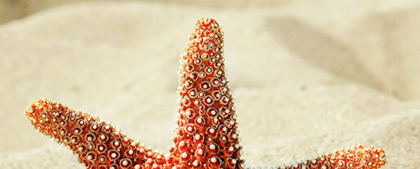 The Starfish